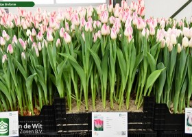 Tulipa Sinfonie ® (1)